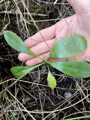 Coprosma lucida, photograph author not stated, no rights reserved