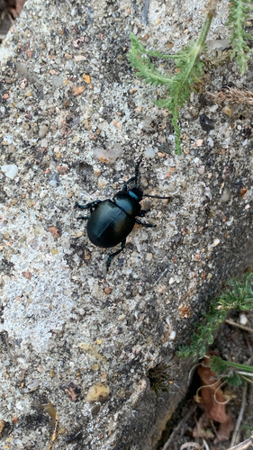 Lesser Bloody-nosed Beetle