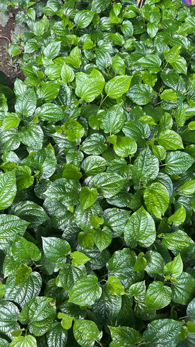 Lolot Pepper