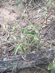 Solanum johnsonianum