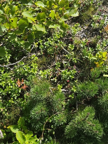 Lingonberry
