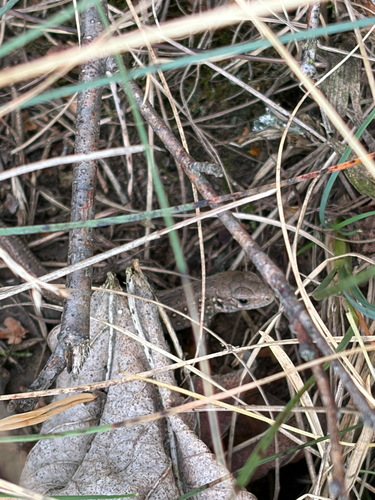 Sand Lizard