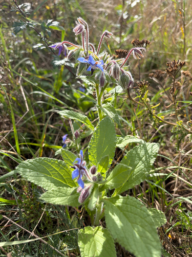 Borage