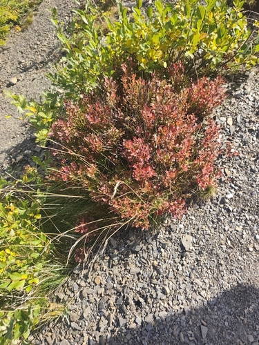 common bilberry