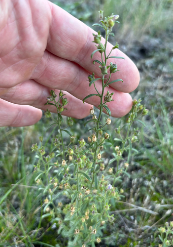 Chaenorhinum minus, photograph 2