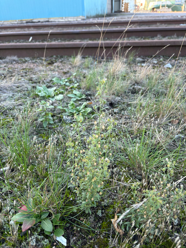 Chaenorhinum minus