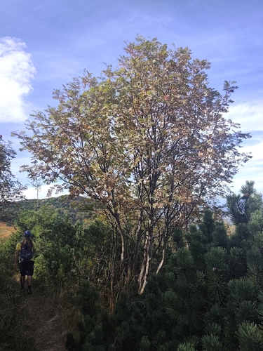 European mountain ash