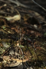 Pterostylis perculta