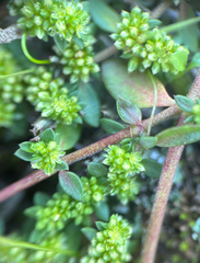 Herniaria glabra, photograph (c) Andreas Schneider, some rights reserved (CC BY)