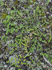 Herniaria glabra, photograph (c) Andreas Schneider, some rights reserved (CC BY)