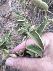 Solanum johnsonianum