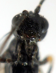 Opiinae