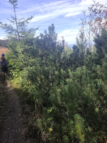 mountain pine