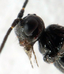 Opiinae