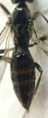 Opiinae