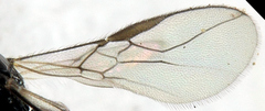 Opiinae
