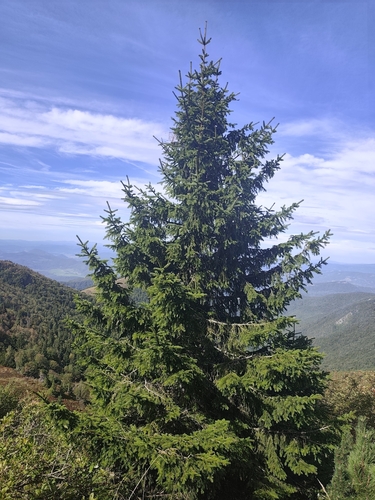 Norway spruce