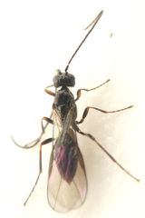 Opiinae