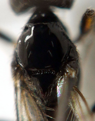 Opiinae
