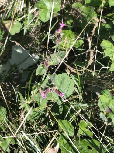 red campion