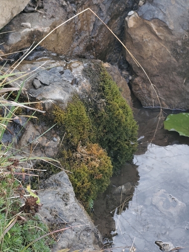 Curled Hook-moss