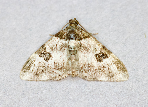 Garden Carpet