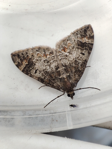 Marbled Carpet Moth