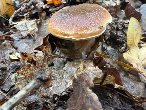 King Bolete