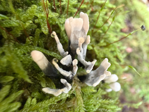 Candlesnuff Fungus
