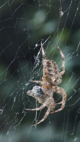 Cross Orbweaver