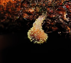 Neobarya agaricicola
