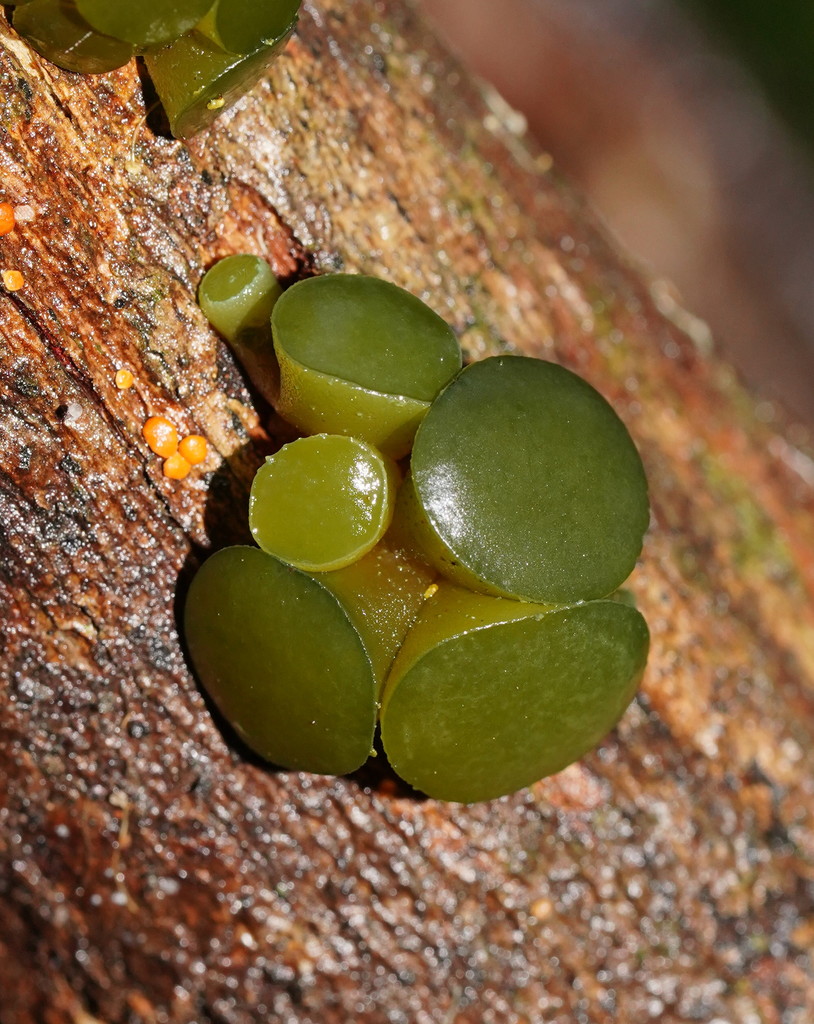Ionomidotis australis