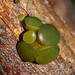 Ionomidotis australis - Photo (c) Reiner Richter, μερικά δικαιώματα διατηρούνται (CC BY-NC-SA), uploaded by Reiner Richter