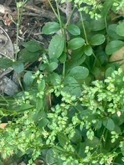 author not stated, no rights reserved Polycarpon tetraphyllum, photograph author not stated, no rights reserved