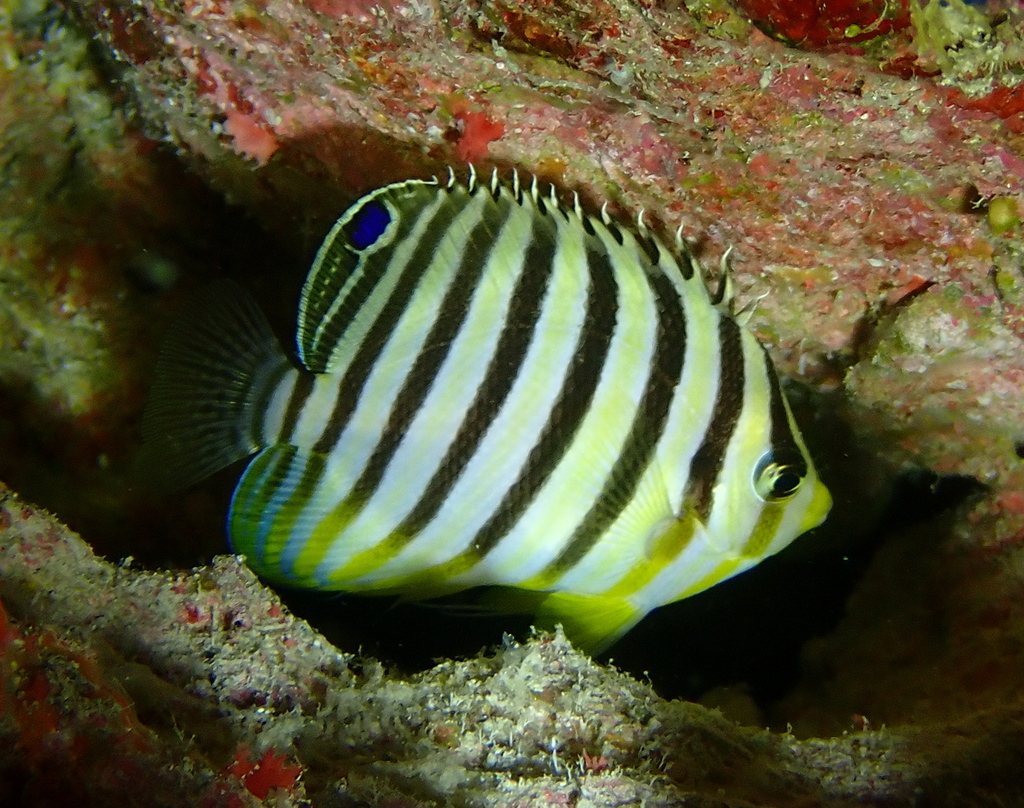 Centropyge multifasciata