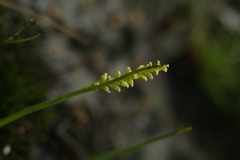 Microtis atrata
