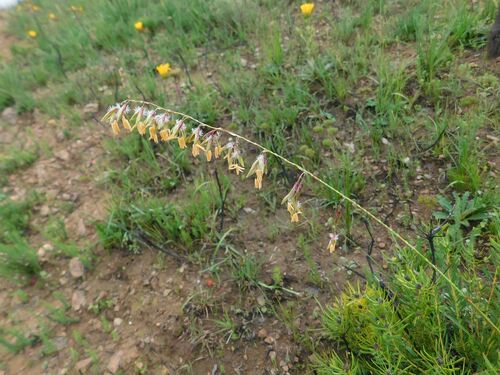 Ehrharta calycina