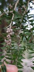 Melaleuca styphelioides