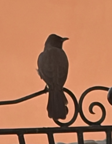 Common Bulbul