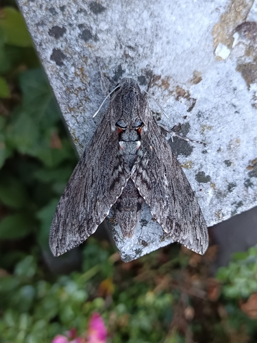 Convolvulus Hawkmoth