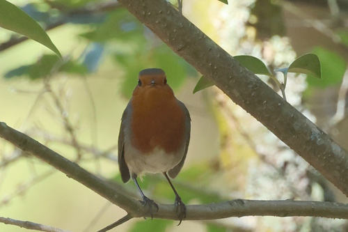 European Robin