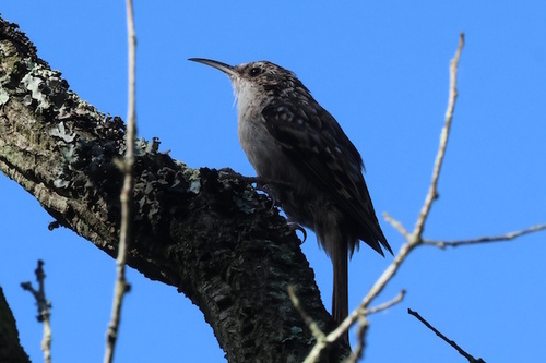 Short-toed Treecreeper