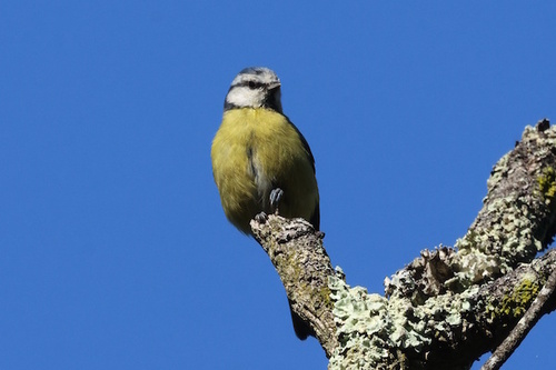 Eurasian Blue Tit