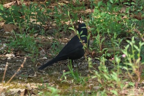 Eurasian Blackbird