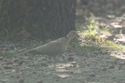 Eurasian Collared-Dove
