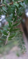 Melaleuca styphelioides