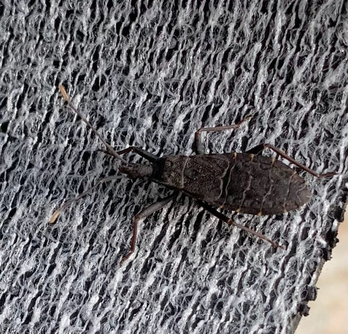 Hyocephalus aprugnus