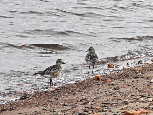 Black-bellied Plover