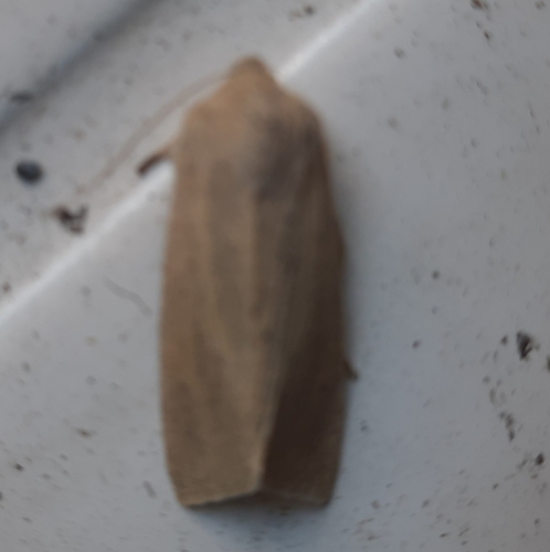 Large Wainscot Moth