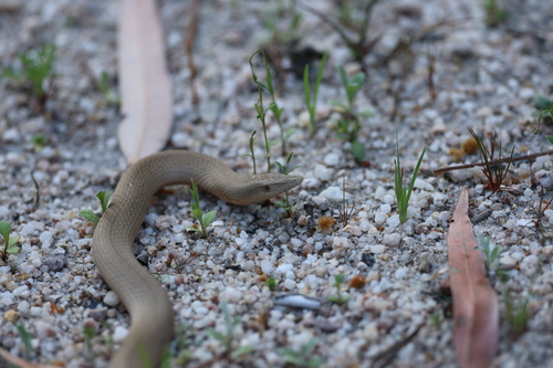 Burton's Legless Lizard